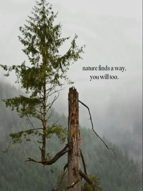 Viral TikTok slideshow: nature finds a way, you will too